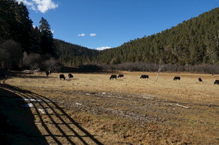普达措森林公园