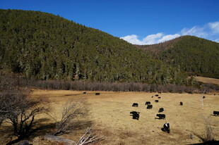 普达措森林公园草原牧场景色