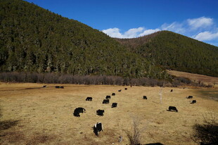 普达措森林公园