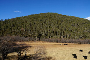 普达措森林公园