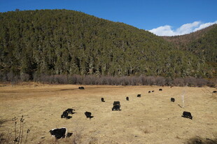 普达措森林公园