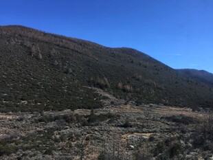 普达措森林公园