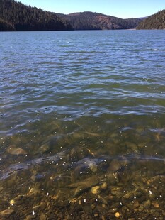 普达措森林公园