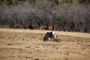普达措森林公园