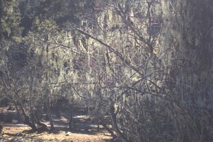 普达措森林公园