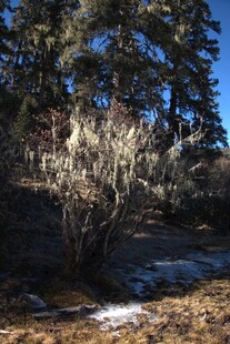 普达措森林公园