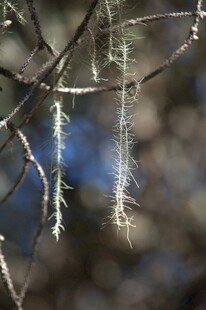 普达措森林公园