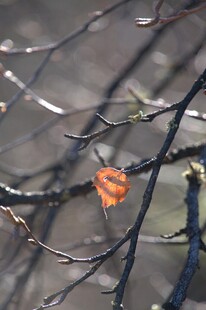 普达措森林公园