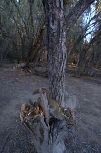 普达措森林公园