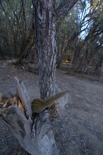 普达措森林公园