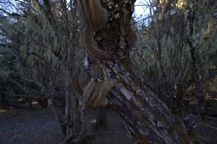 普达措森林公园