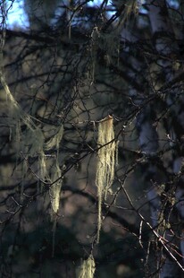 普达措森林公园