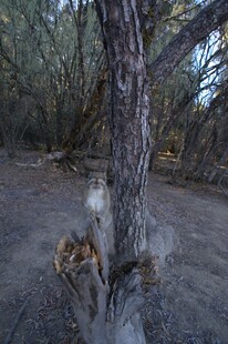 普达措森林公园