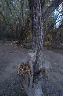 普达措森林公园