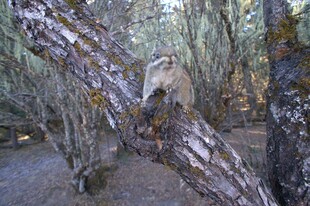 普达措森林公园