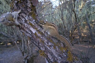 普达措森林公园