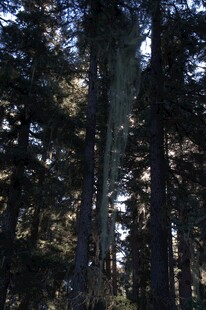 普达措森林公园