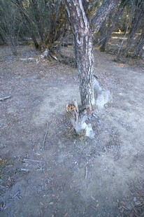 普达措森林公园