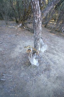 普达措森林公园