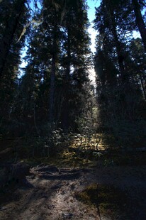 普达措森林公园