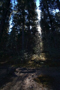 普达措森林公园