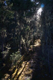 普达措森林公园