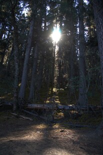 普达措森林公园