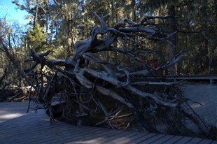 普达措森林公园