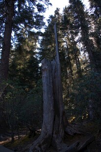 普达措森林公园