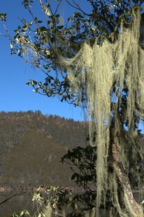 普达措森林公园