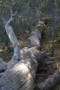 普达措森林公园