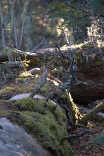 普达措森林公园