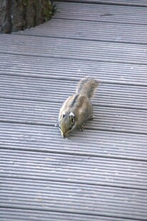 普达措森林公园