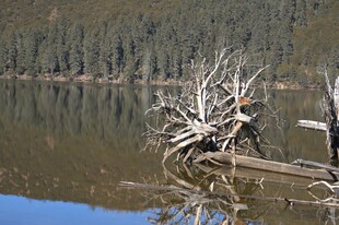普达措森林公园