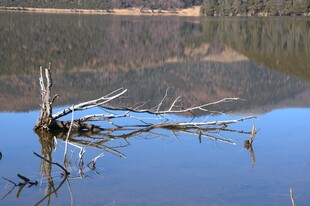 普达措森林公园