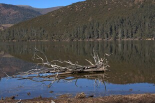 普达措森林公园