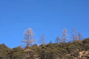 普达措森林公园