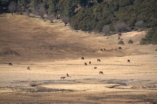 普达措森林公园