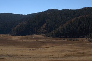 普达措森林公园