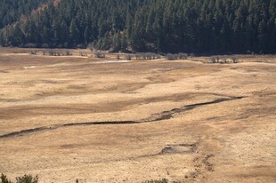 普达措森林公园