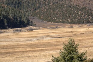 普达措森林公园