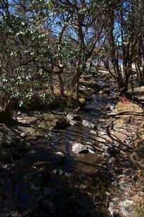 普达措森林公园