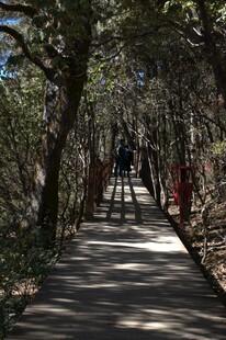普达措森林公园