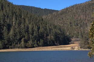 普达措森林公园