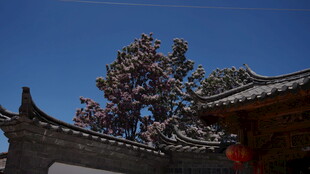 中式屋檐与繁花相映