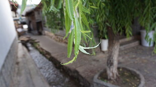 小巷中垂下的葱茏绿植