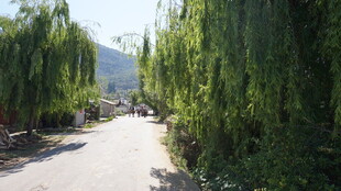 柳荫小道 自然静谧之景