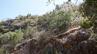 山间植被覆盖的陡峭山坡
