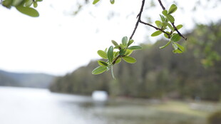 湖畔新绿树枝