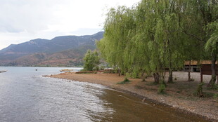 湖畔垂柳 山水静谧风光